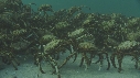 ARAIGNEES DE MER
