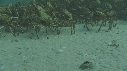 ARAIGNEES DE MER