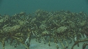 ARAIGNEES DE MER