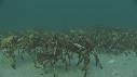ARAIGNEES DE MER