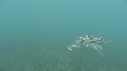 POISSON ELEPHANT