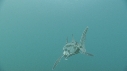 POISSON ELEPHANT