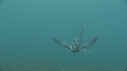 POISSON ELEPHANT