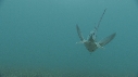 POISSON ELEPHANT