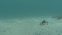 ARAIGNEES DE MER