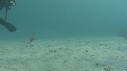 ARAIGNEES DE MER