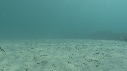 ARAIGNEES DE MER