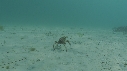 ARAIGNEES DE MER
