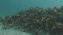 ARAIGNEES DE MER