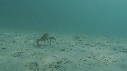 ARAIGNEES DE MER