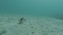 ARAIGNEES DE MER