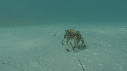ARAIGNEES DE MER