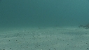 ARAIGNEES DE MER