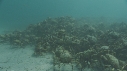 ARAIGNEES DE MER