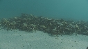 ARAIGNEES DE MER
