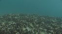 ARAIGNEES DE MER