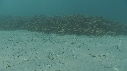 ARAIGNEES DE MER