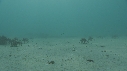 ARAIGNEES DE MER