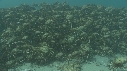 ARAIGNEES DE MER