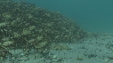 ARAIGNEES DE MER