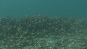 ARAIGNEES DE MER