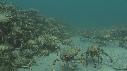ARAIGNEES DE MER