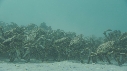 ARAIGNEES DE MER