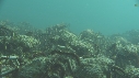 ARAIGNEES DE MER