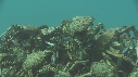 ARAIGNEES DE MER