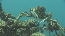 ARAIGNEES DE MER