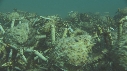 ARAIGNEES DE MER
