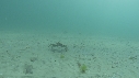 ARAIGNEES DE MER