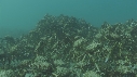 ARAIGNEES DE MER
