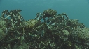 ARAIGNEES DE MER