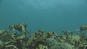 ARAIGNEES DE MER
