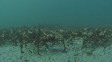 ARAIGNEES DE MER