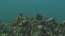 ARAIGNEES DE MER