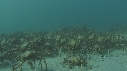 ARAIGNEES DE MER