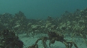 ARAIGNEES DE MER