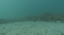 ARAIGNEES DE MER