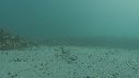 ARAIGNEES DE MER