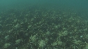 ARAIGNEES DE MER