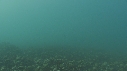 ARAIGNEES DE MER