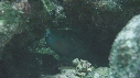 POISSON PERROQUET