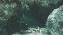 POISSON PERROQUET