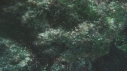 POISSON PERROQUET
