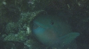 POISSON PERROQUET