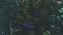 PARACANTHURUS