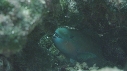 POISSON PERROQUET