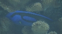PARACANTHURUS